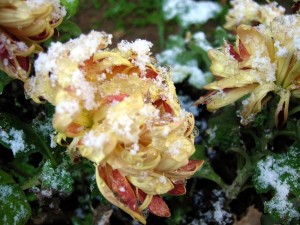 Neve-sui-crisantemi-a19100587